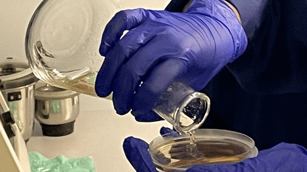 Interplay between genetics and the environment in the development of celiac disease: perspectives for a healthy life